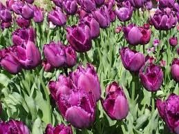 Connect Coaches Garden Tours Image -62b992c0d8315